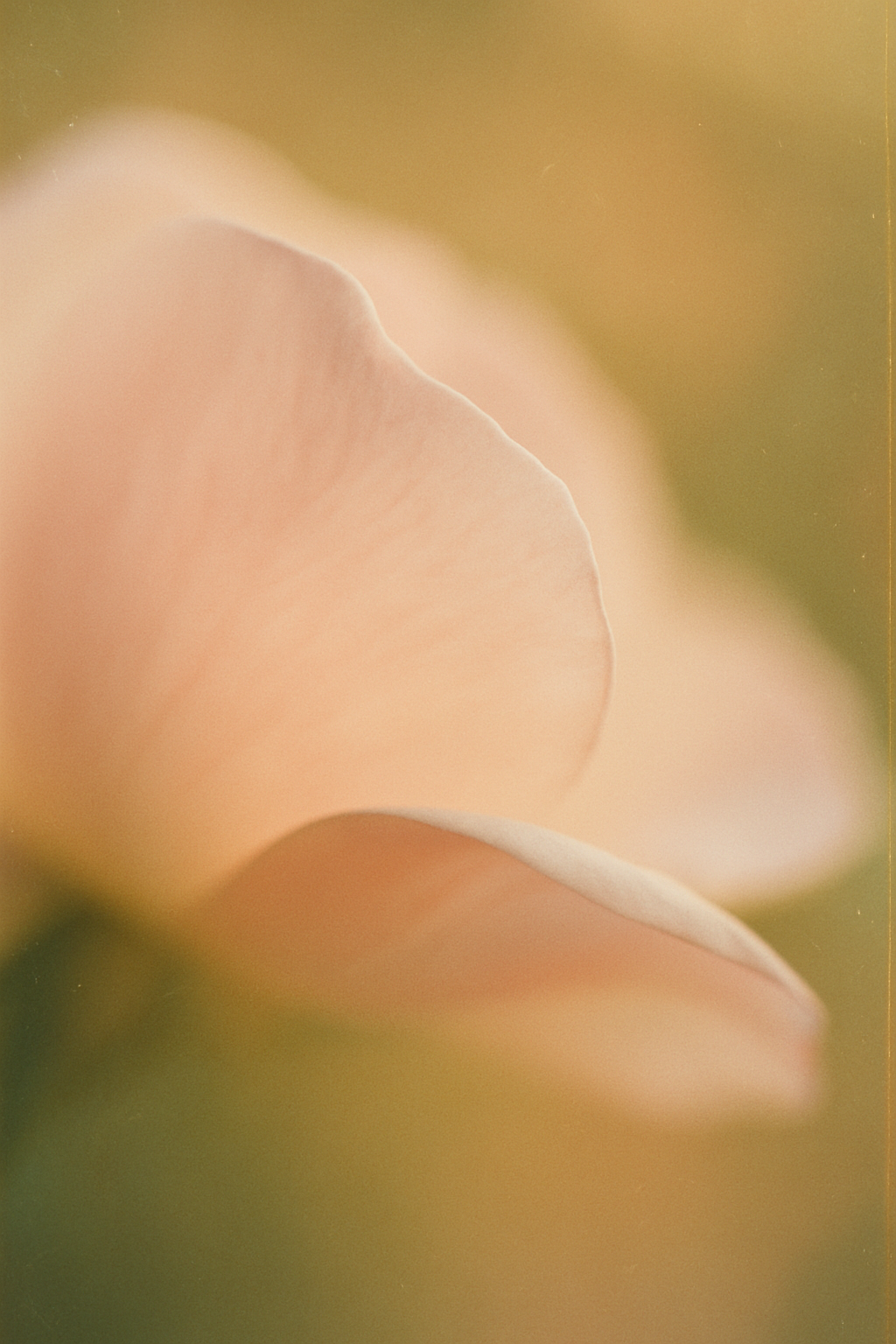 Cleansing Foam (150 ml)