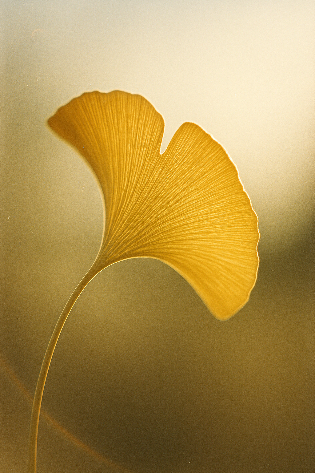 Antioxidant Ginkgo Gel Booster (30 ml)