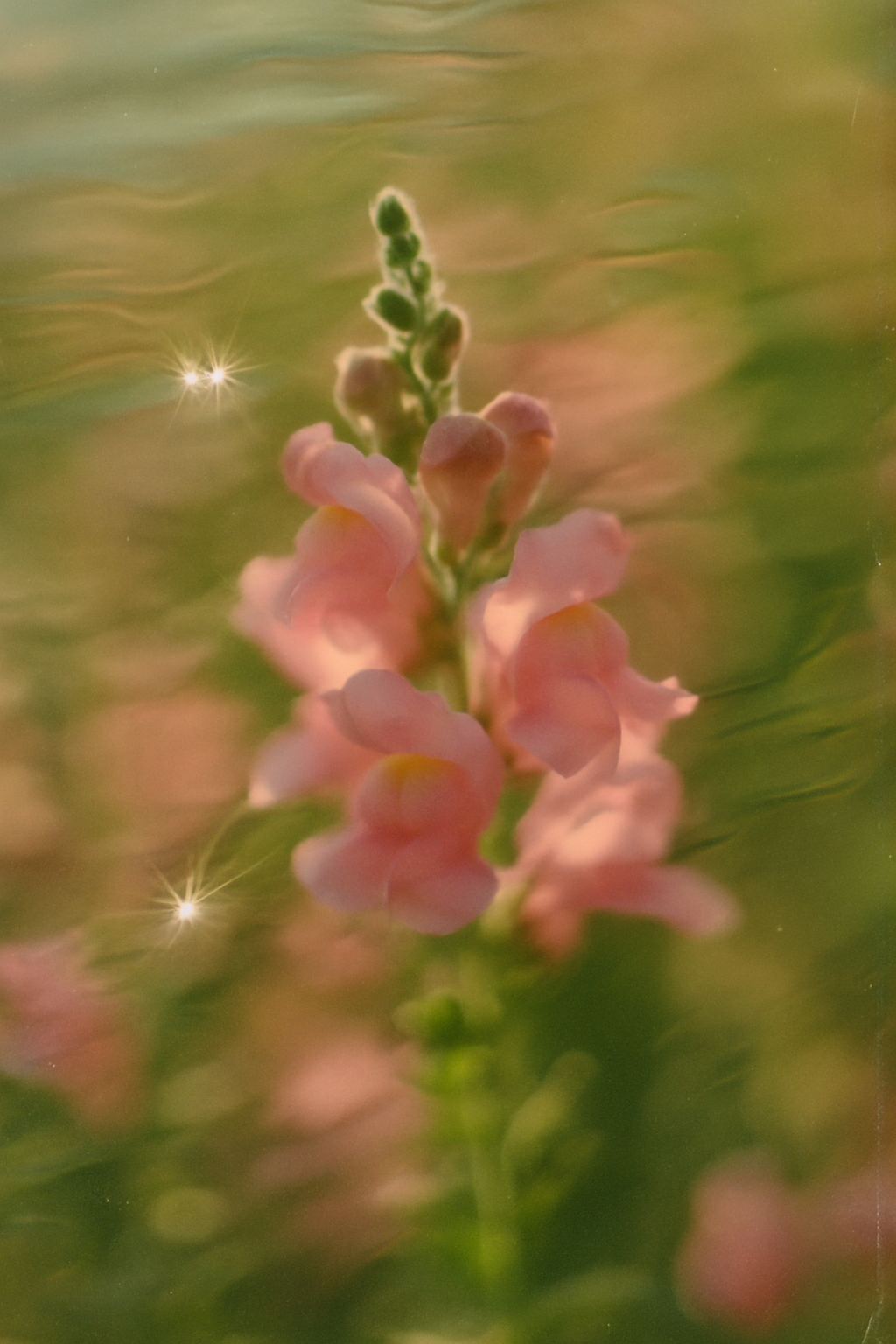 Collagen Boost Serum (30 ml)